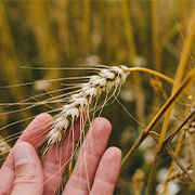 gluten